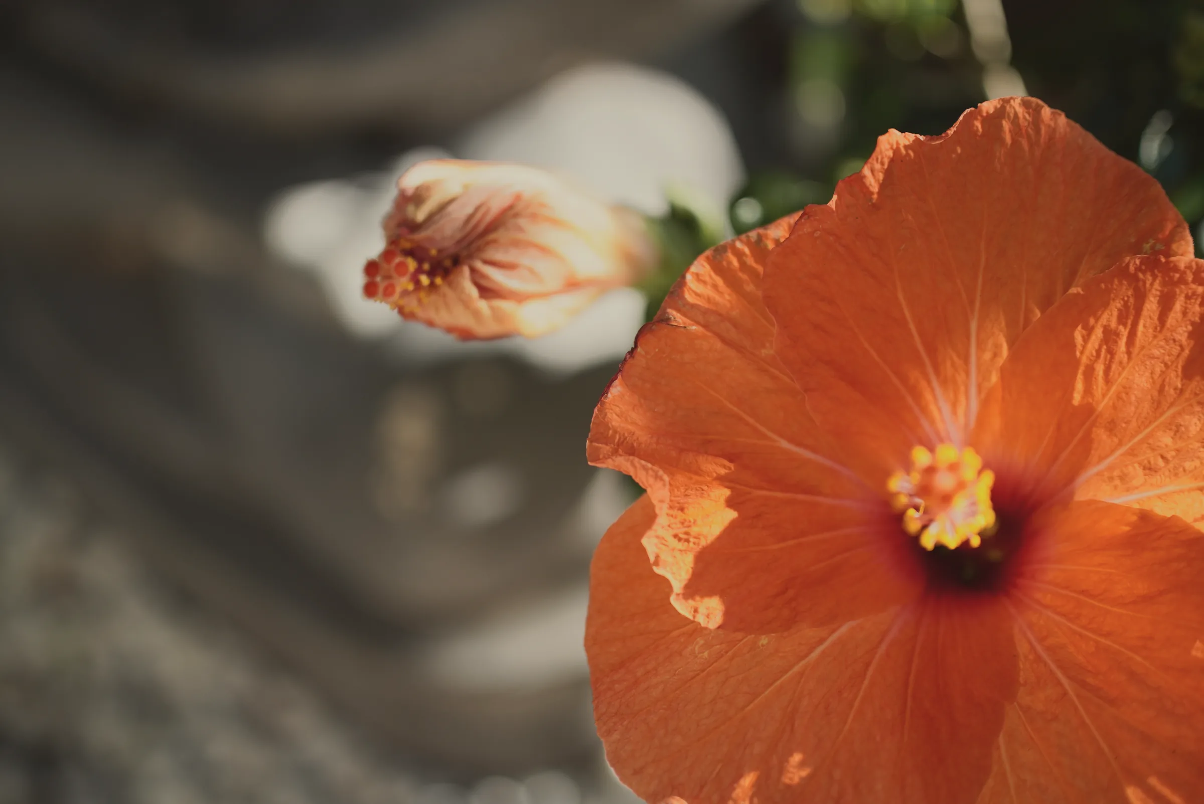 Eine geöffnete orangerote Hibiskusblüte neben einer noch geschlossenen Knospe, in gedämpften Farben
