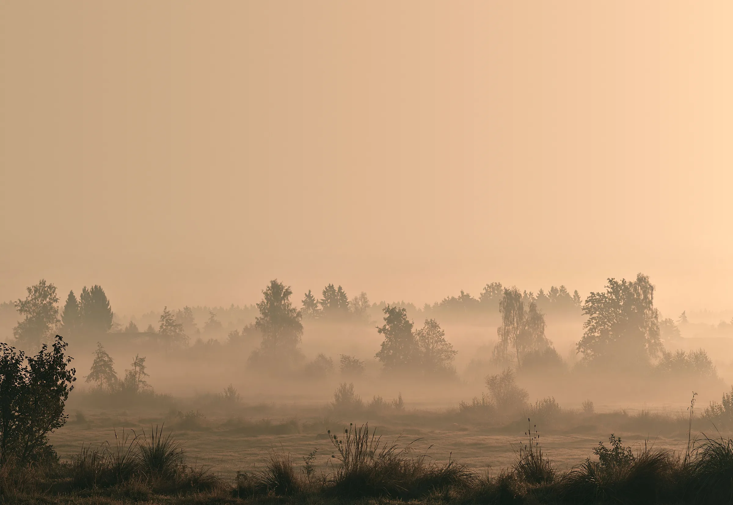 Bäume als Silhouetten in einer nebligen Wiesenlandschaft im Morgenlicht